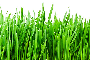 Image showing Grass