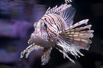 Image showing  Lionfish