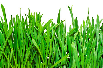 Image showing Fresh green grass on white background