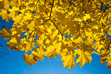 Image showing golden maple