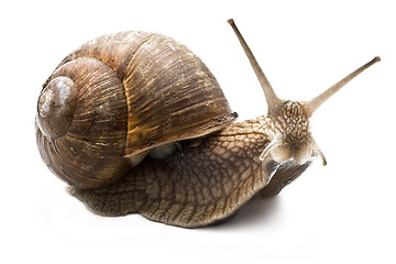 Image showing Snail