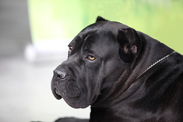 Image showing black dog
