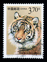 Image showing CHINA - CIRCA 2000: A stamp printed in China shows Panthera tigris altaica, series, circa 2000 