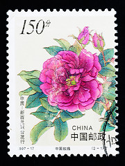 Image showing CHINA - CIRCA 1997: A Stamp printed in China shows Chinese rose flowers, circa 1997