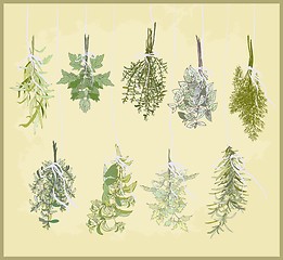 Image showing Spicy herbs. Collection of fresh herbs. Illustration spicy herbs.