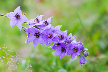 Image showing Blossom - Delphinium flowers in a perennial garden