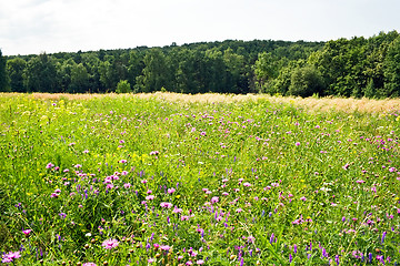 Image showing Green clover field