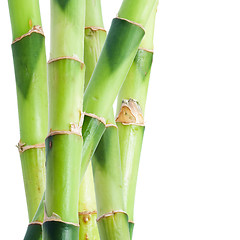 Image showing Bamboo