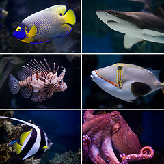 Image showing Exotic fishes