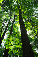 Image showing Green summer forest