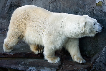 Image showing Polar bear