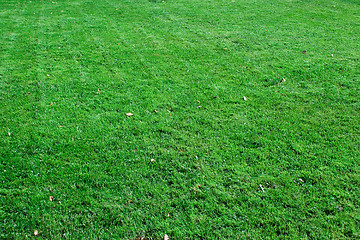 Image showing Grass