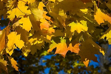 Image showing Maple leaves in golden fall