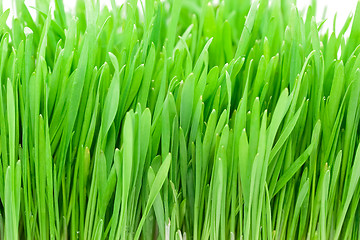 Image showing Fresh green grass