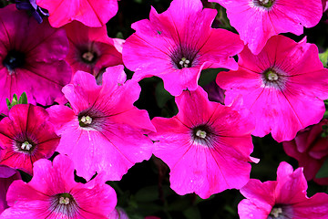 Image showing Bright Pink Petunia Flowers