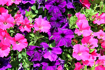 Image showing Background of Colorful Petunia Flowers