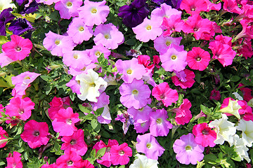 Image showing Background of Colorful Petunia Flowers