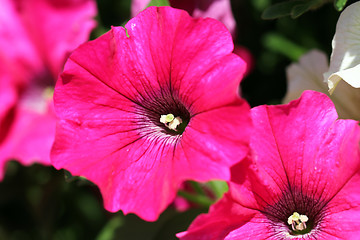 Image showing Pink Petunia Flower