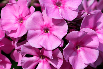 Image showing Pink Flowers of Phlox paniculata