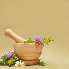 Image showing Herbal medicine or treatment background with camomile and tutsan