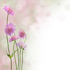 Image showing Spring blossom background - beautiful blurred border with flower