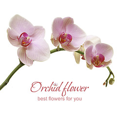 Image showing Pink orchid flower - floral birthday gift