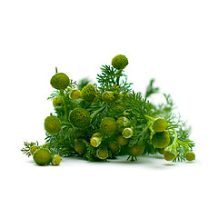 Image showing Chamomile, herbal medicine - medicinal herbs on white, series