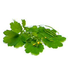 Image showing Celandine (Chelidonium majus), herbal medicine - medicinal herbs
