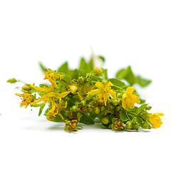 Image showing Tutsan (Saint-John's-wort), herbal medicine - medicinal herbs on