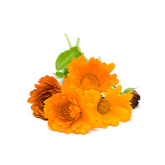 Image showing Calendula, herbal medicine - medicinal herbs on white, series