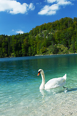 Image showing Alps lake and white swan