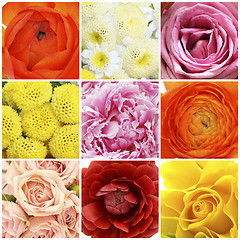 Image showing Flowers collage - red rose, pink peony, orange buttercup