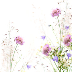 Image showing Flower frame - spring or summer background