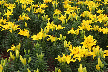 Image showing Beautiful yellow lily