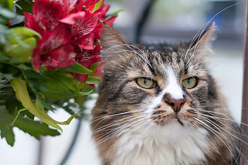 Image showing Striped cat and bouquet