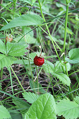 Image showing Wild strawberry