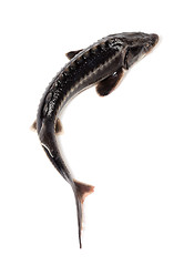 Image showing Fresh sterlet fish on white background