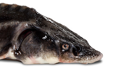 Image showing Sterlet fish head on white background