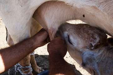 Image showing the farmer and the calf