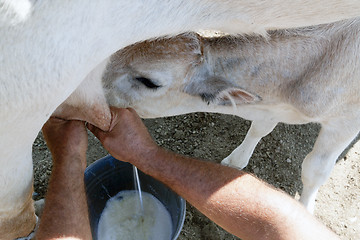 Image showing the farmer and the calf