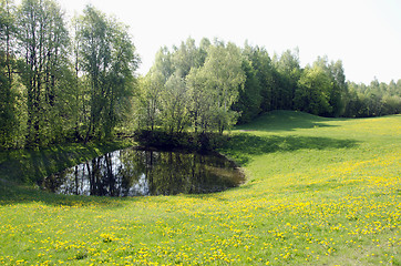 Image showing Pond near meadow sow thistle flowers and forest 
