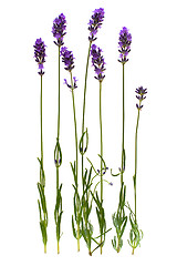 Image showing Lavender stem isolated on white background