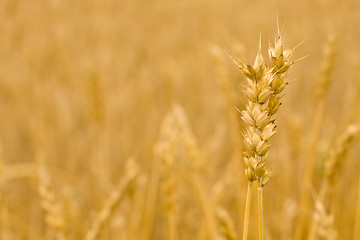 Image showing Wheat ears - Golden field, background