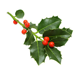 Image showing Green Christmas holly isolated