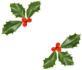 Image showing Christmas holly isolated - design element