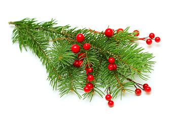 Image showing Christmas green branch with red berry isolated