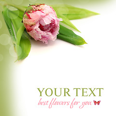 Image showing Floral background with peony flower and copyspace - spring or su