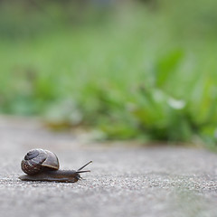 Image showing Snail on green foliage background