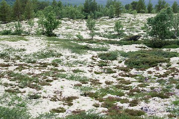 Image showing Reindeer moss