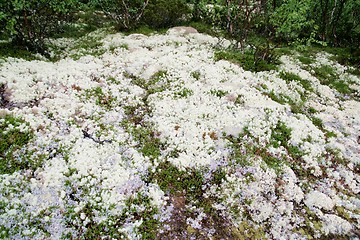 Image showing Reindeer moss